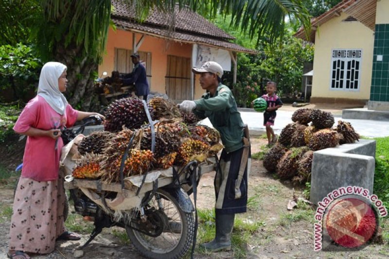 Sumbar mampu ekspor 22,8 ribu ton produk sawit ke China