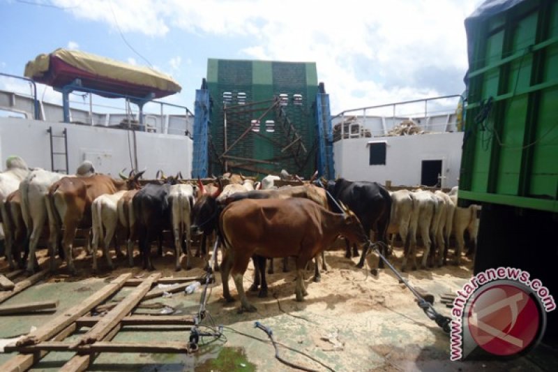 SAPI POTONG DIANGKUT KAPAL FERRY