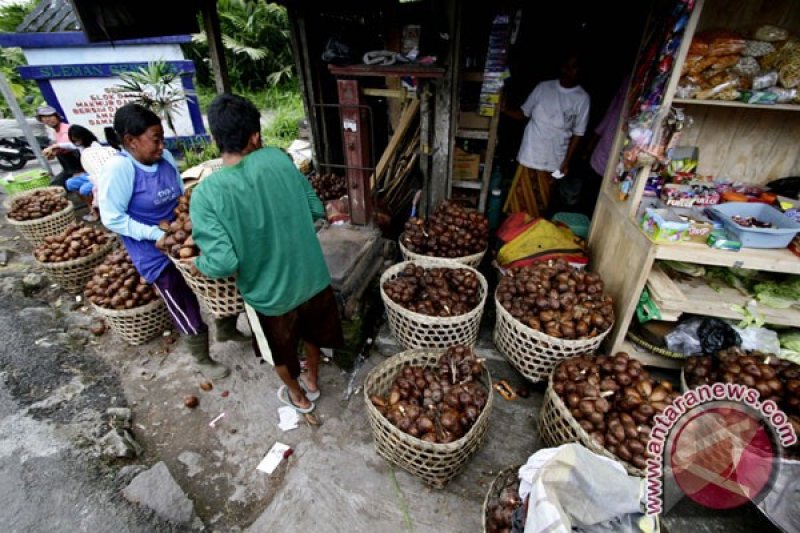 Pengepul salak pondoh