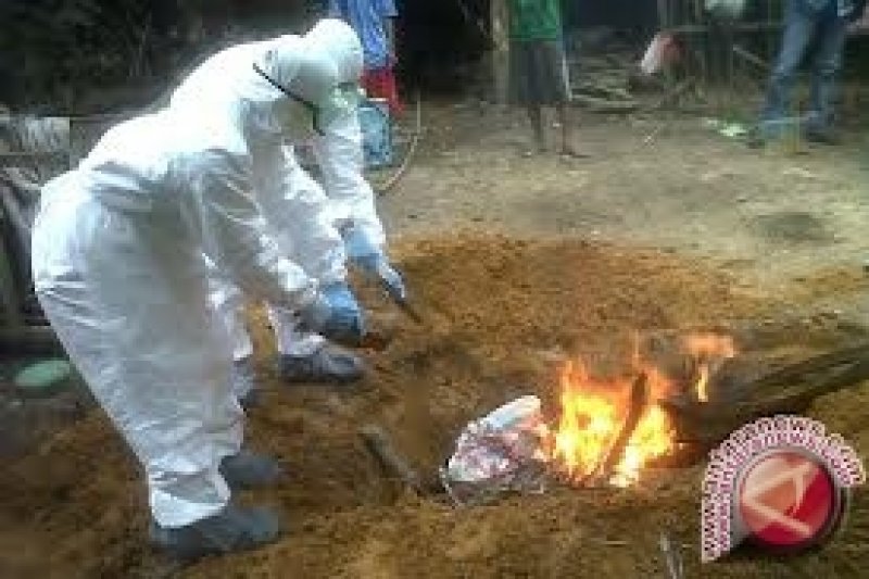 Jerman temukan kasus flu burung di area peternakan