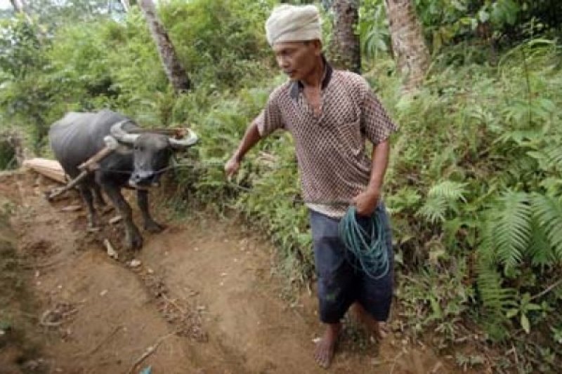 KERBAU PEMBAWA KAYU