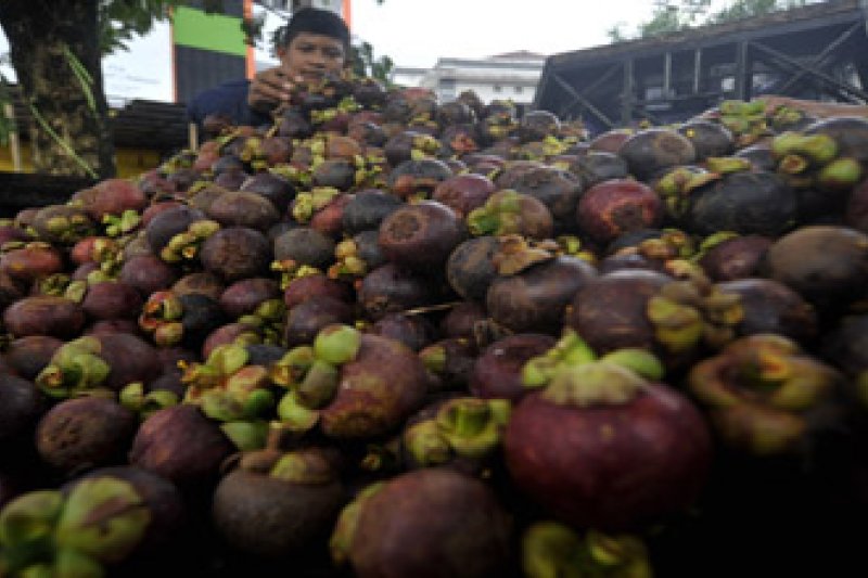 KHASIAT BUAH MANGGIS