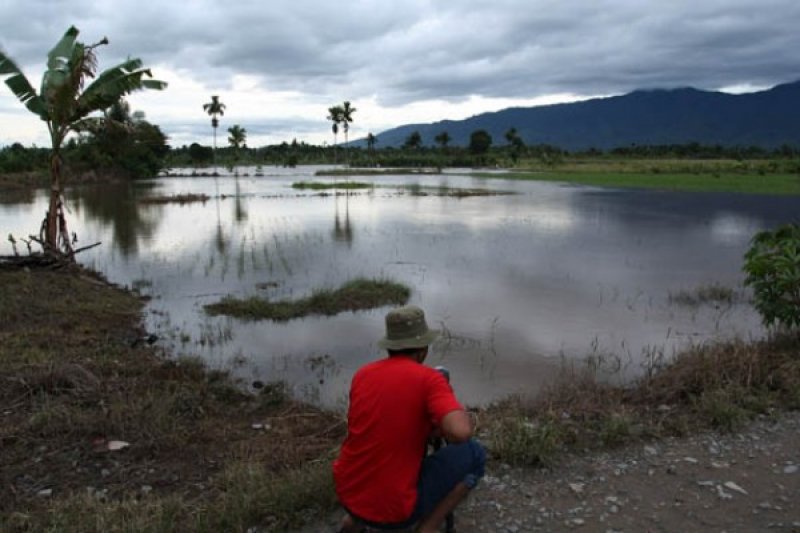 SAWAH TERENDAM BANJIR