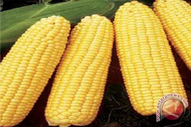 UGM kembangkan varietas jagung manis hibrida