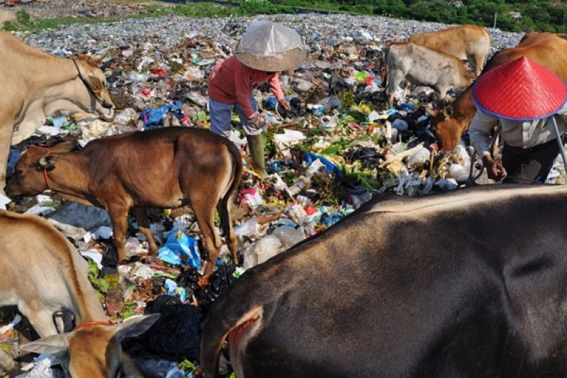 SAPI MAKAN SAMPAH