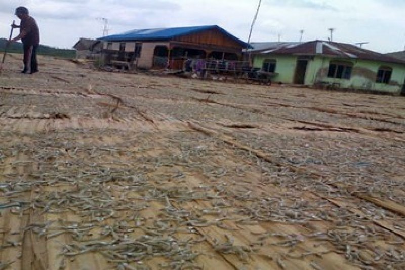 Ikan Teri Air Lingka/ Foto Evy R. Syamsir