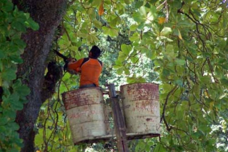 ANTISIPASI POHON TUMBANG