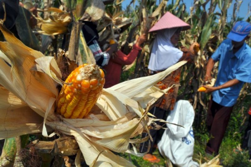 HARGA JAGUNG TURUN