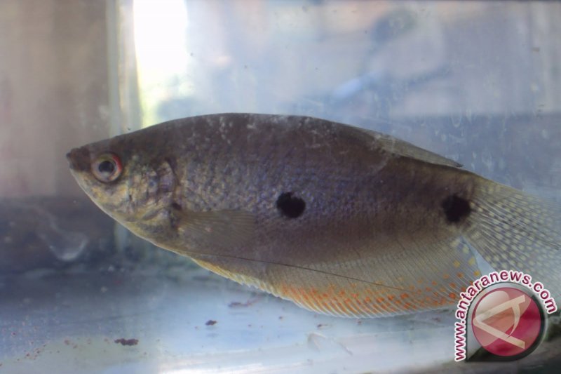 Ikan Sepat Pun Dijadikan Ajang Berjudi Antara News Bengkulu