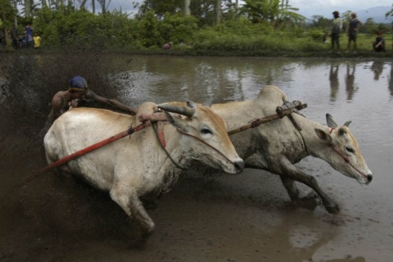 TRADISI PACU JAWI