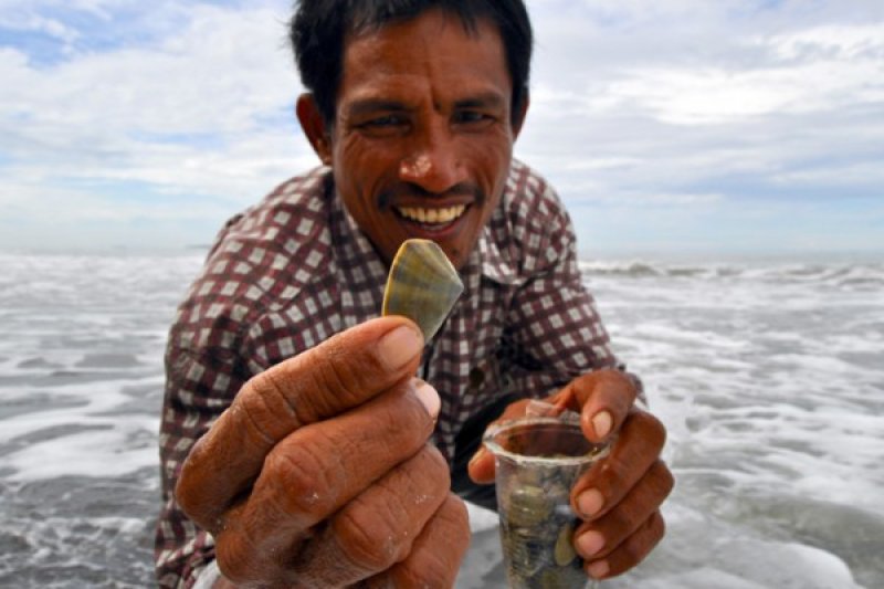 PENCARI "IMIS" TEPI LAUT