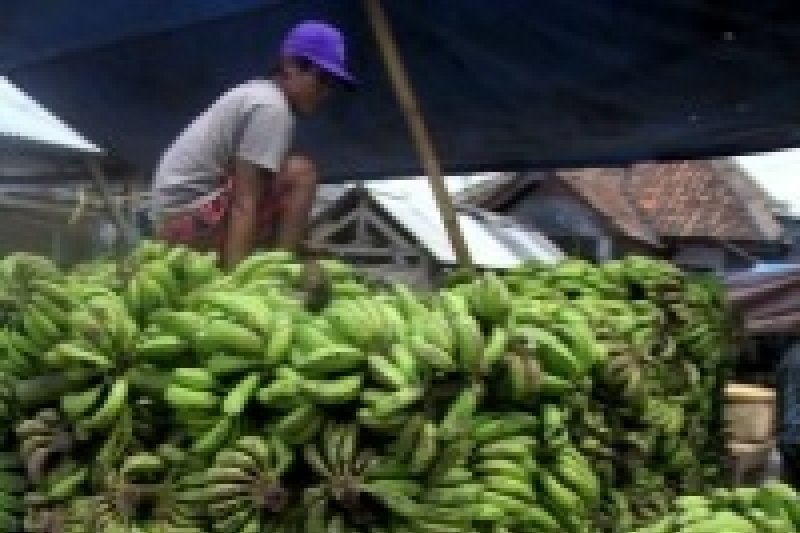 Bantul selenggarakan festival pisang