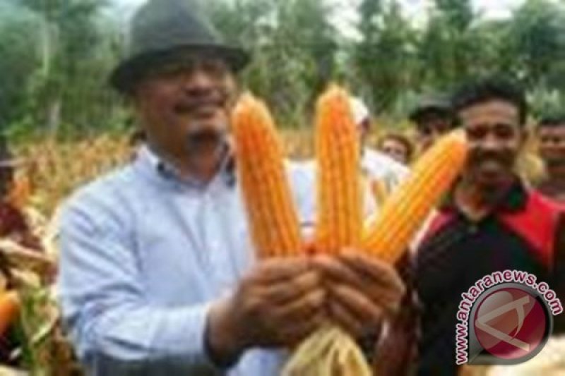 Petani jagung Dompu berpeluang raih Rp1 triliun