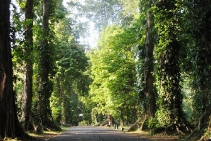 Karawang Siapkan 1 000 Hektare Untuk Hutan Raya Antara News Megapolitan<script async src=