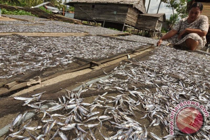 Pemasaran Ikan Teri 