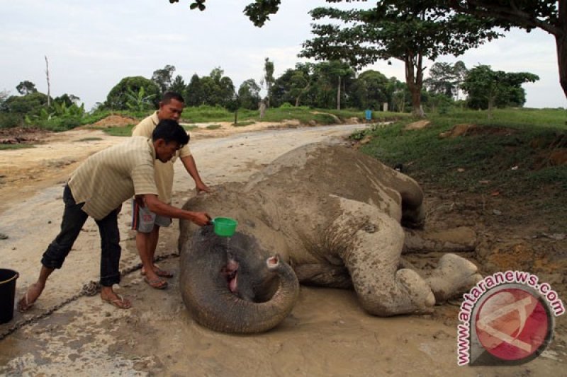 Gajah Sumatera Kritis