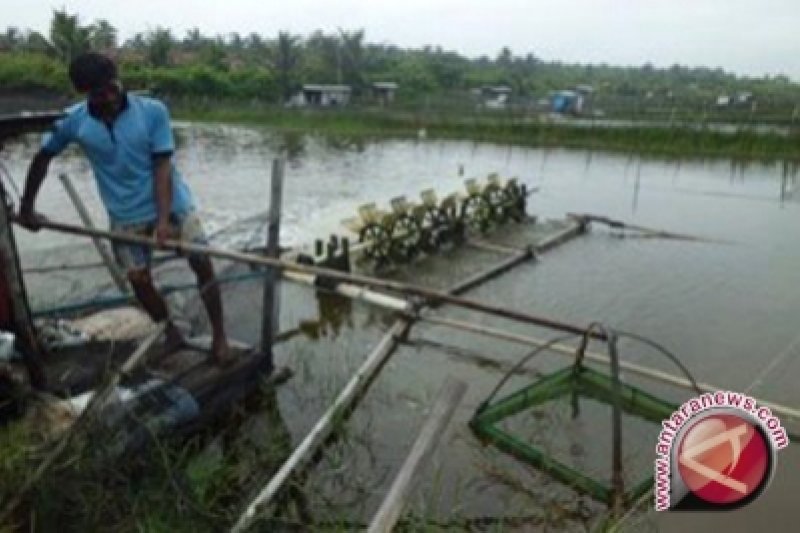 Bantul kesulitan tertibkan tambak udang langgar perda