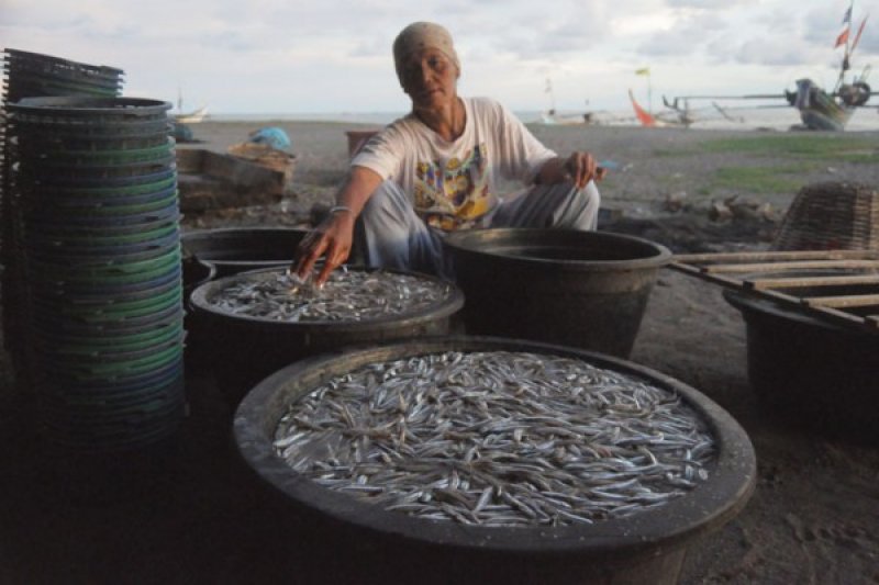 HARGA IKAN TERI NAIK