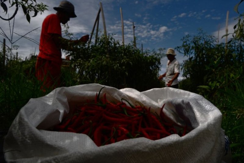 HARGA CABAI TURUN