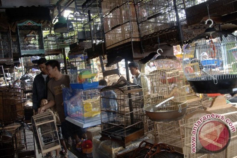 Pasar Burung Segera Dibangun Di Kudus Antara Jateng