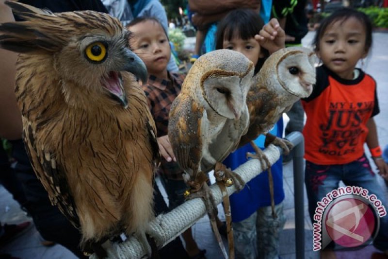 Jangan Buru Burung Hantu Di Pati Antara News