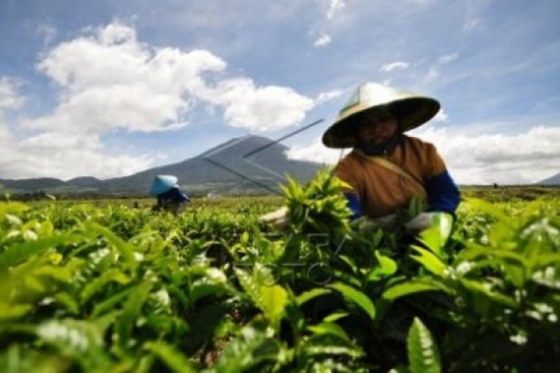 PRODUKSI TEH KERINCI