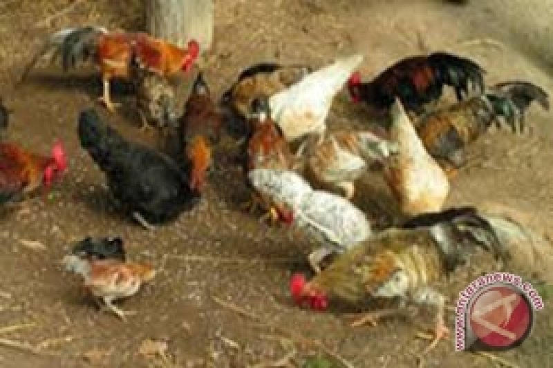 Harga Ayam Kampung di Bandarlampung Masih Tinggi - ANTARA News Lampung