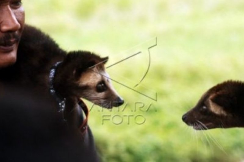 PECINTA MUSANG PADANG