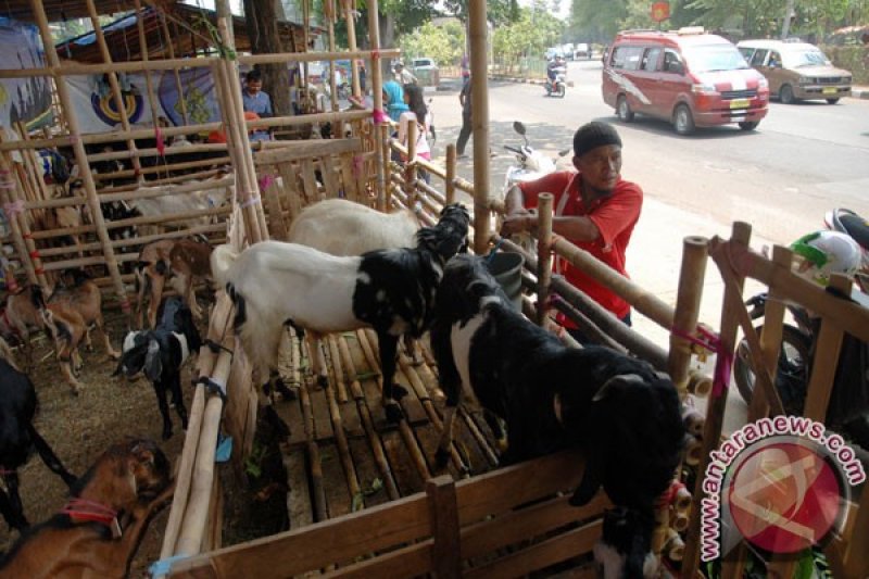 Larangan Penjualan Hewan Kurban