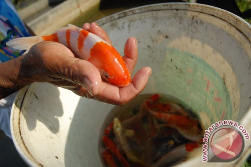 Panen Ikan koi