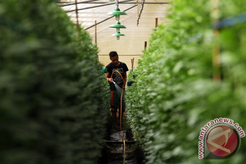 BUDIDAYA BUNGA KRISAN