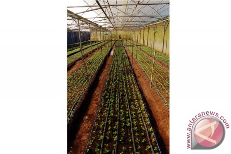 BUDIDAYA BUNGA KRISAN