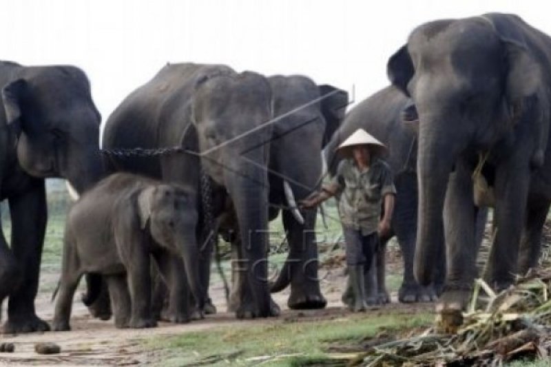 MERAWAT GAJAH WAY KAMBAS