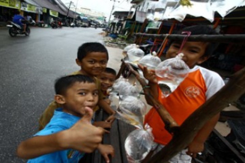 Ikan Hias Rekayasa Habitat/Joko Sulistyo