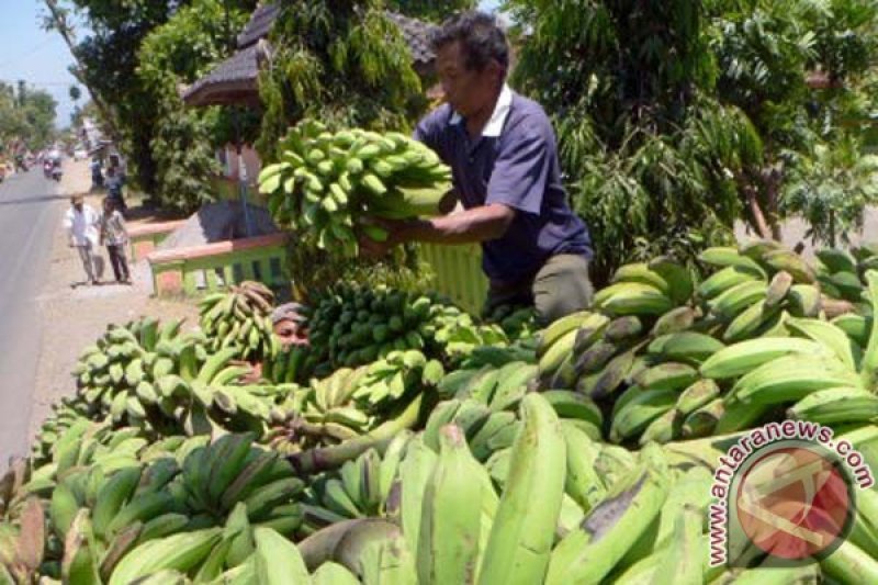 Harga Pisang Di Pasaran 4180