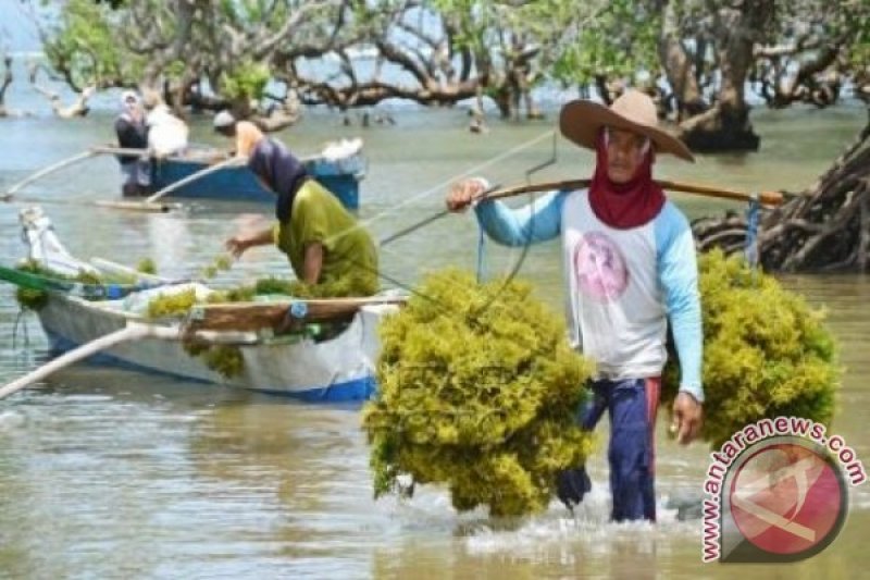 RUMPUT LAUT KERTASARI