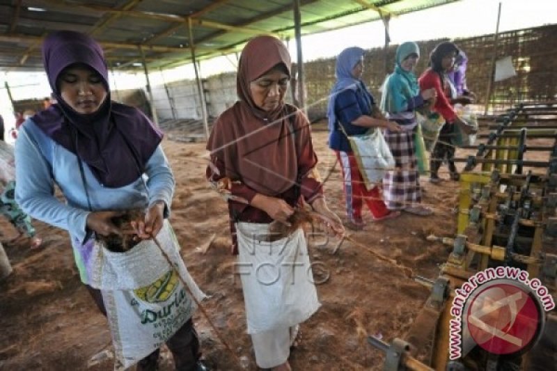 JARING SERABUT KELAPA