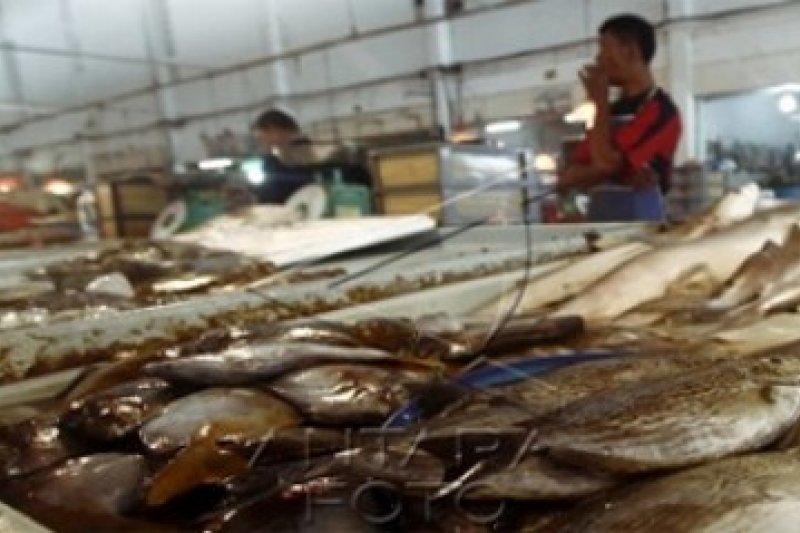 Ikan Dingkis Imlek/Joko Sulistyo