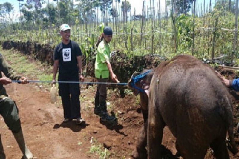 Evakuasi Anak Gajah (1)