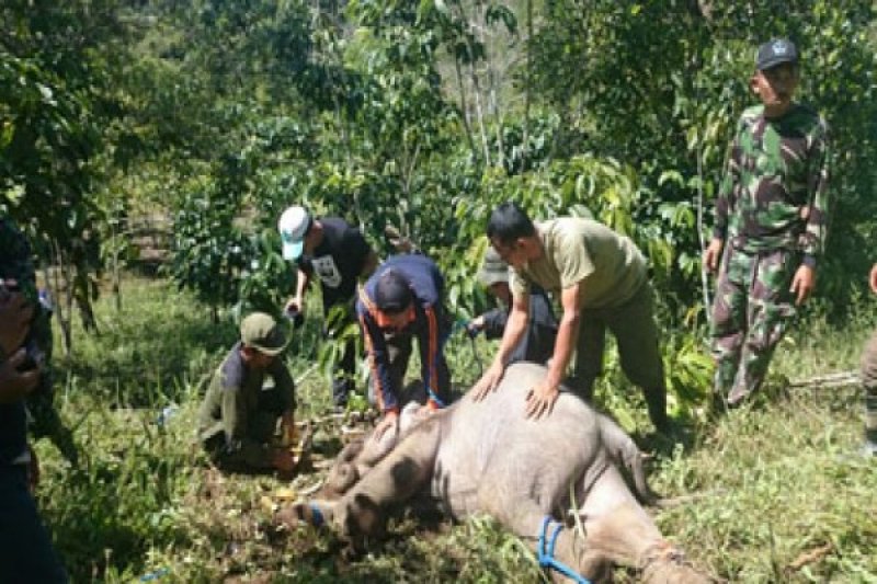 Evakuasi Anak Gajah (3)