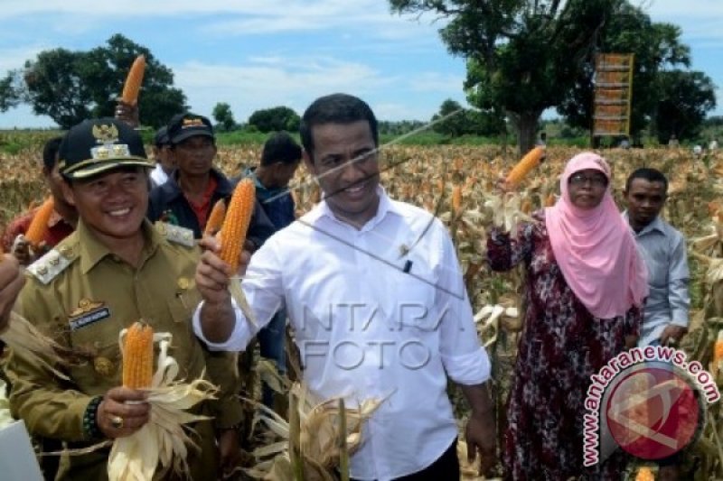 PANEN RAYA JAGUNG JENEPONTO