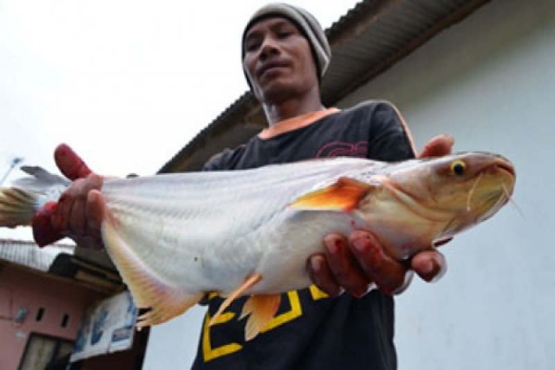 Panen Patin (2)