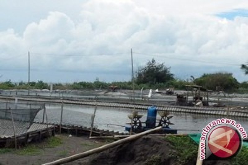 Pemkab: uap tambak udang tidak ganggu pertanian