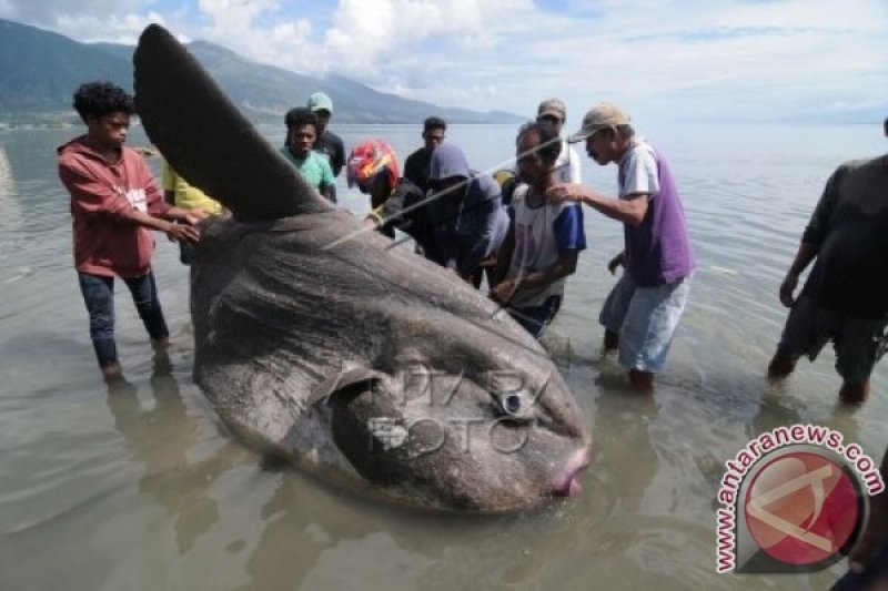 IKAN MOLAMOLA RAKSASA TERDAMPAR