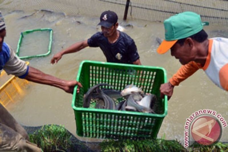 Panen Patin