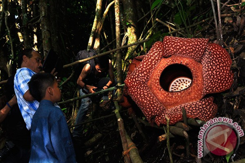 15 Bunga Rafflesia Tercatat Mekar Di Bukit Barisan Bengkulu Antara News