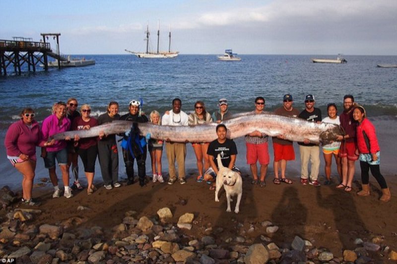 Naga raksasa misterius, terdampar mati di California