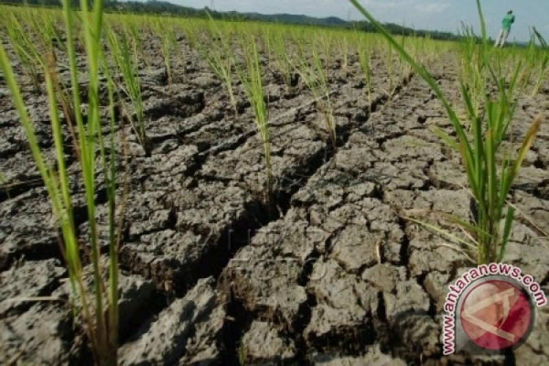 SAWAH MENGERING