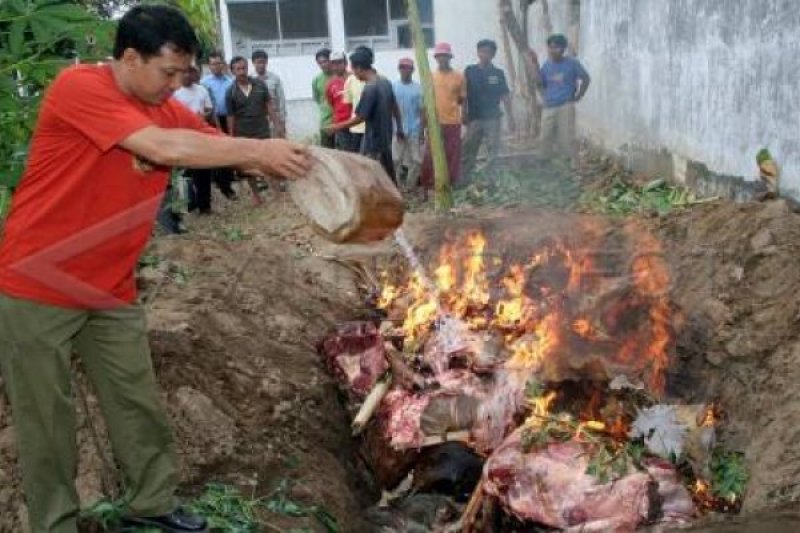 150 Kg Daging Gelonggongan di Magelang Dimusnahkan