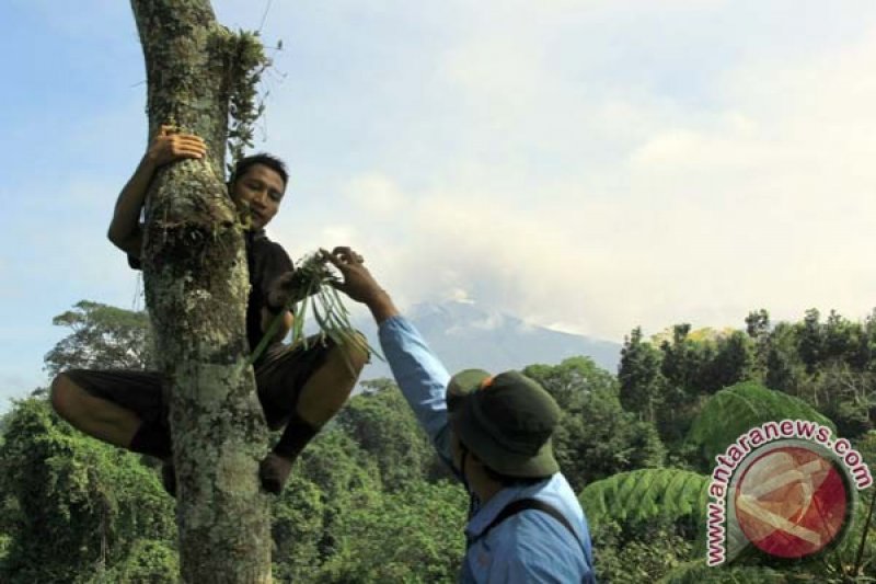 Anggrek Hutan Gunung Raung